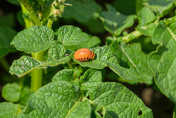 Image showing Larva