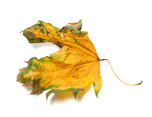 Image showing Autumn dry maple-leaf on white background