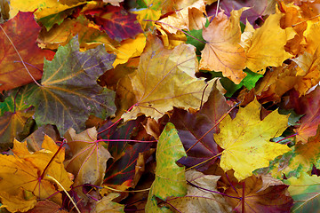 Image showing Autumn dry maple leafs