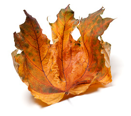 Image showing Dry autumn maple leaf on white background