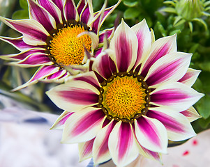 Image showing White and purple gazania flowers