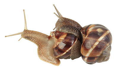 Image showing Snails Mating
