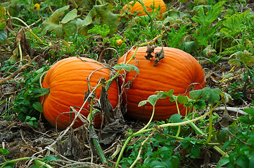 Image showing Pumpkins in the Field