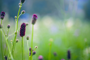 Image showing Abstract beautiful gentle spring flower background.  Closeup with soft focus. Sweet color