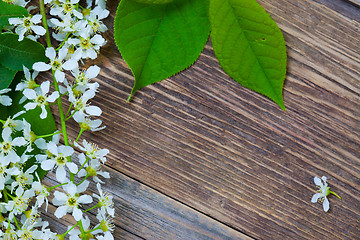 Image showing blossom bird cherry