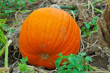 Image showing Pumpkin on the Vine