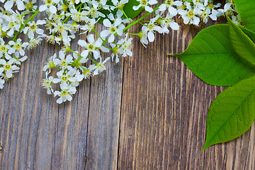 Image showing bird cherry