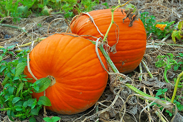 Image showing Pumpkins on the Vine