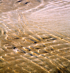 Image showing dune morocco in africa brown coastline wet sand beach near atlan