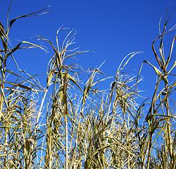 Image showing dead wood in the sky morocco africa winter