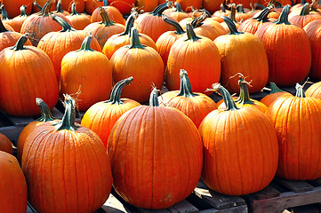 Image showing Rows and Rows of Pumpkins