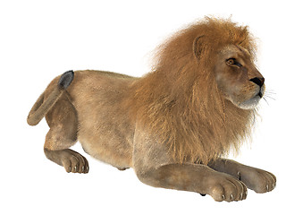 Image showing Male Lion