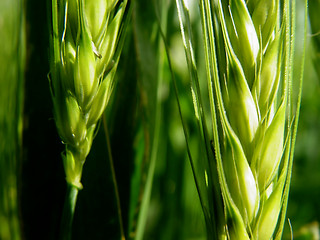 Image showing barley ears