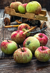 Image showing Autumn harvest apples