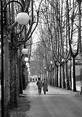 Image showing tree-lined avenue