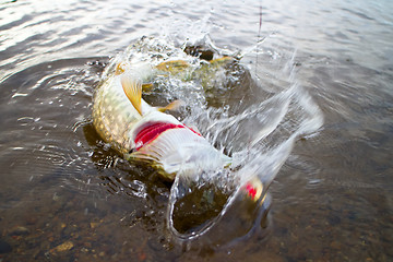 Image showing pike were being caught right now fishing