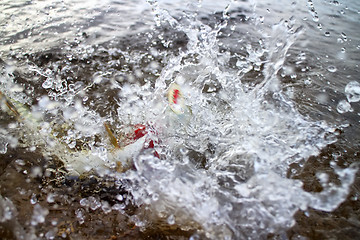 Image showing water boils when fishing for pike