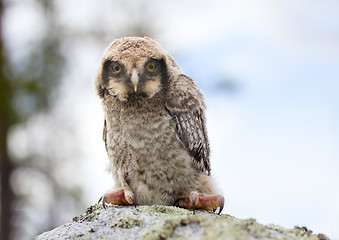 Image showing owl on stone in the forest