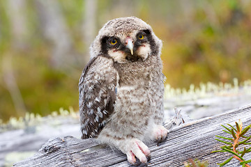 Image showing Hawk owl in a mountain forest