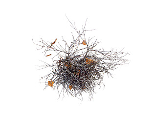 Image showing  tangle of branches on a white background