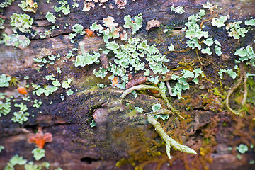 Image showing old moss-covered wood