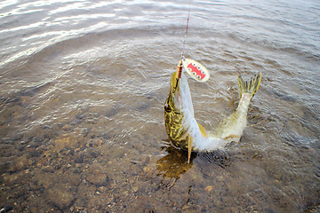 Image showing pike caught on a bait well