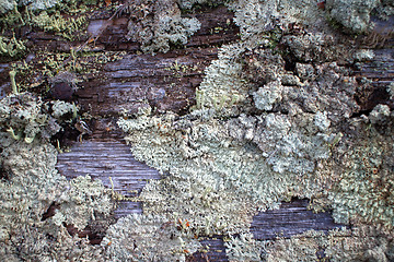 Image showing old moss-covered wood