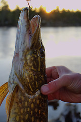 Image showing pike fishing big Northern fish