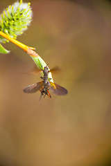 Image showing insects drink North the nectar of a flowering tree