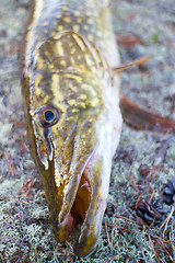 Image showing pike fishing big Northern fish