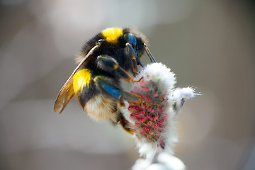 Image showing summer Bumble bee insect flower macro