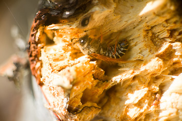 Image showing macro bee on inside of the stump spring