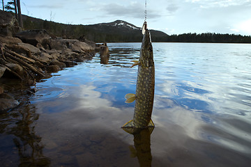 Image showing pike fishing fast North mountain rivers