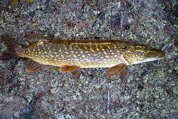 Image showing pike fishing big Northern fish