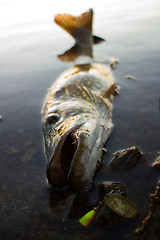 Image showing pike fishing big Northern fish