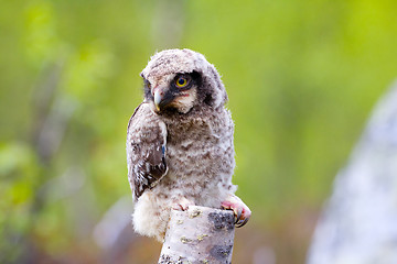 Image showing Hawk owl in Scandinavian taiga