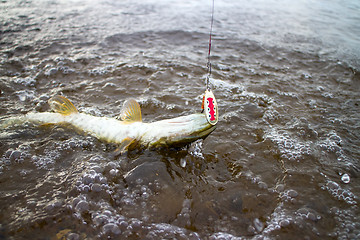 Image showing pike fishing Northern fish