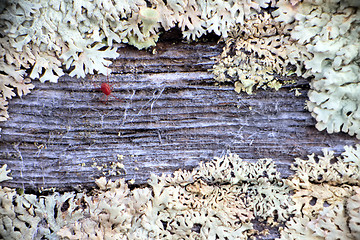 Image showing old moss-covered wood