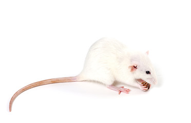 Image showing White fancy rat eating piece of bread