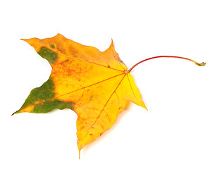 Image showing Autumn yellowed maple leaf