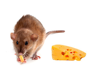 Image showing Fancy rat (Rattus norvegicus) eating cheese