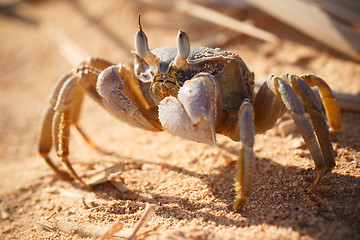 Image showing Red Sea ghost crab, Ocypode saratan