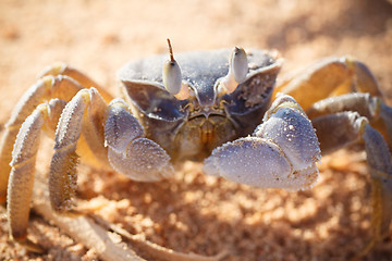 Image showing Red Sea ghost crab, Ocypode saratan