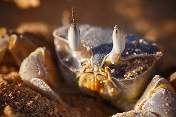 Image showing Red Sea ghost crab, Ocypode saratan