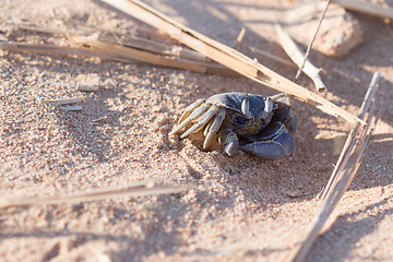 Image showing Red Sea ghost crab, Ocypode saratan