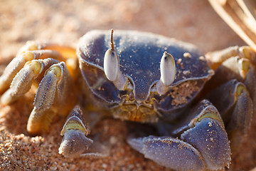 Image showing Red Sea ghost crab, Ocypode saratan