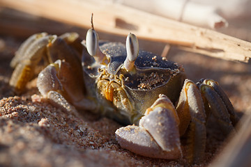 Image showing Red Sea ghost crab, Ocypode saratan