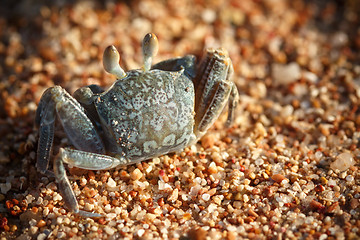 Image showing Red Sea ghost crab, Ocypode saratan