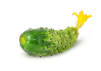 Image showing Juicy green cucumber rotated