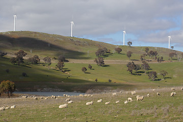 Image showing Sheep Grazing at Carcoar Wind farm Carcoar